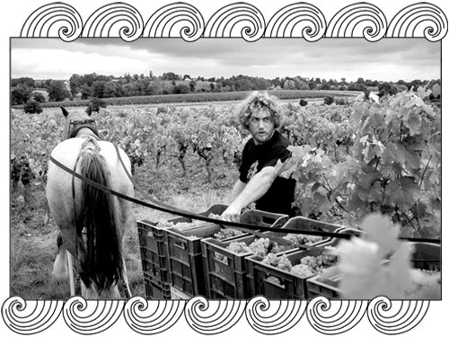 Benoît Courault harvesting grapes by horse in his Anjou vineyard, framed with Dynamic Cellars wave design