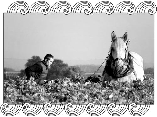 Alexandre Bain working his Pouilly-Fumé vineyard with a horse in biodynamic viticulture, framed with Dynamic Cellars wave des