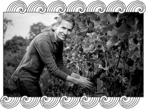 Domaine des Landions, Neuchâtel winemaker, harvesting Pinot Noir in the vineyard, framed with Dynamic Cellars wave design