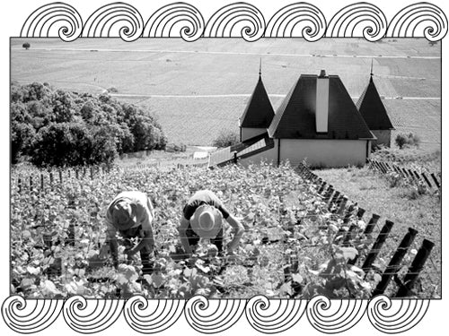 Domaine Ponsot winemakers working the Morey-Saint-Denis vines at harvest, framed with Dynamic Cellars wave design