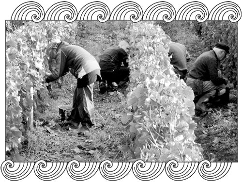 Lucien Aviet Père et Fils team harvesting old vines in the Jura vineyard, framed with Dynamic Cellars wave design