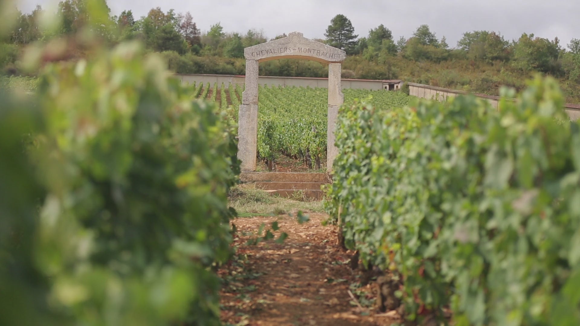 Rows of vines in the Chevalier-Montrachet Grand Cru clos, Burgundy, France